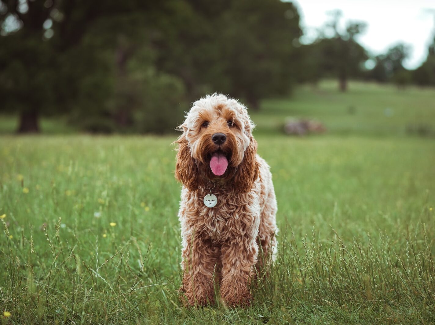 - NeposlušnéTlapky brown poodle on green grass field during daytime