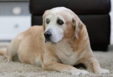 yellow labrador retriever lying on floor