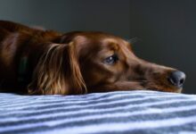 short-coat brown dog lying on blue and white striped bedspread
