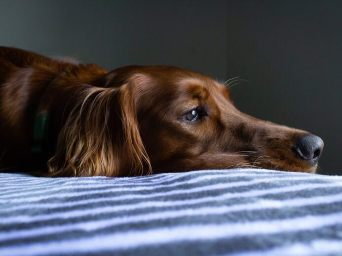 short-coat brown dog lying on blue and white striped bedspread