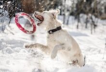 dog about to catch red ring