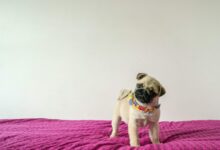 fawn pug standing on textile