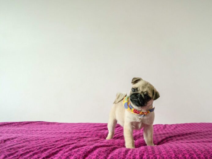 fawn pug standing on textile