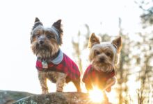 brown and black yorkshire terrier on rock