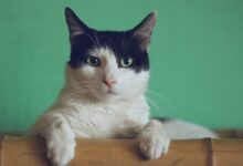 black and white cat lying on brown bamboo chair inside room