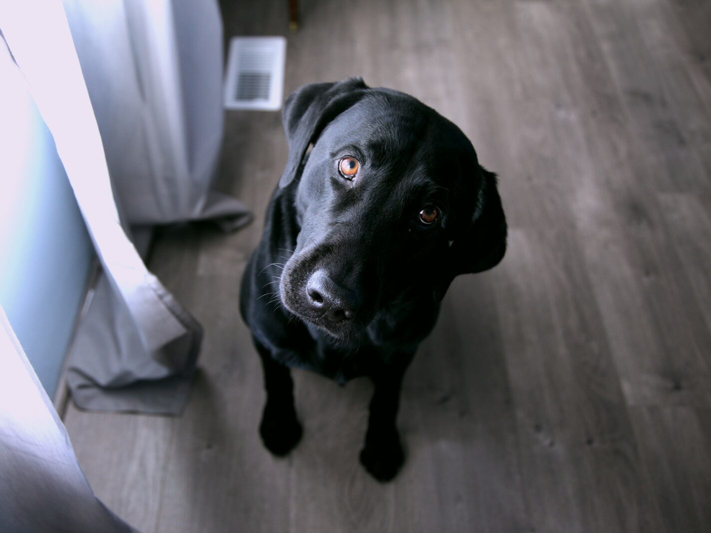 short-coated black dog sitting