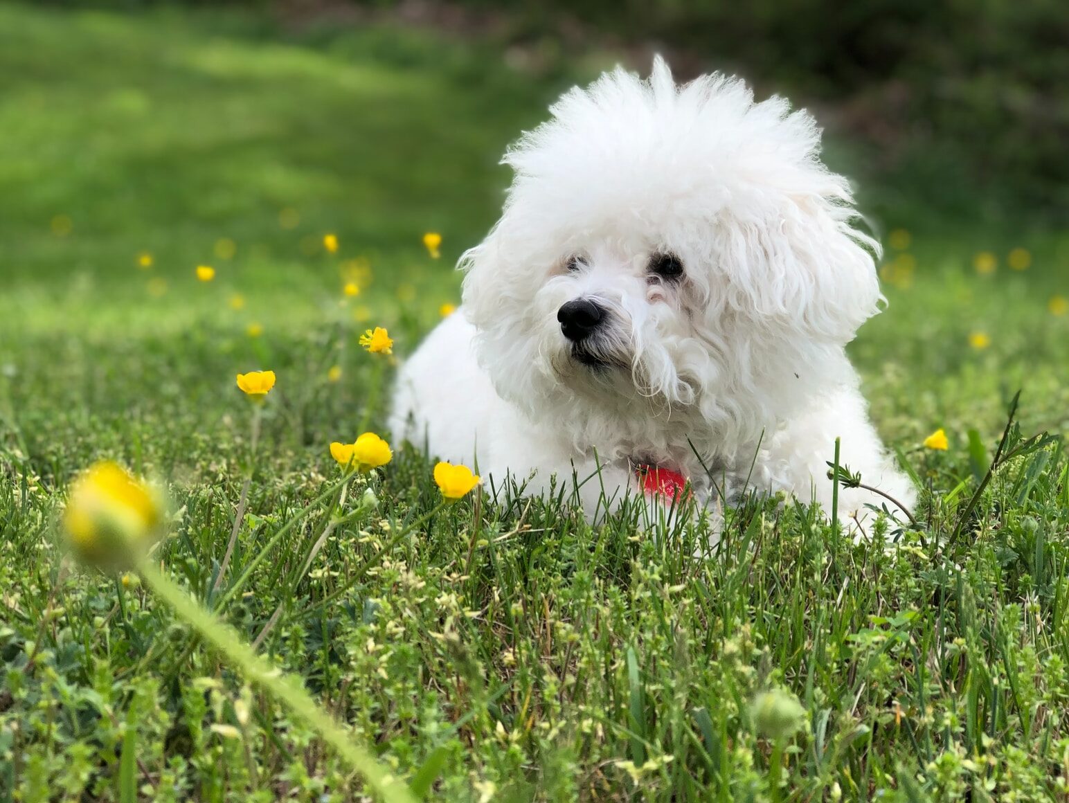 - NeposlušnéTlapky white dog lying on grass