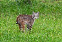 brown and black cat on green grass field during daytime