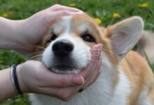 person holding white and brown short coated dog