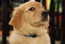 golden retriever puppy with blue collar