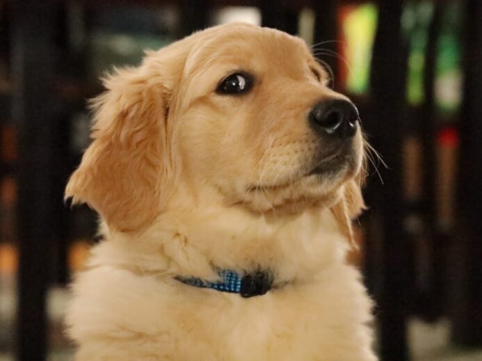 golden retriever puppy with blue collar