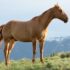 brown horse on green grass hill