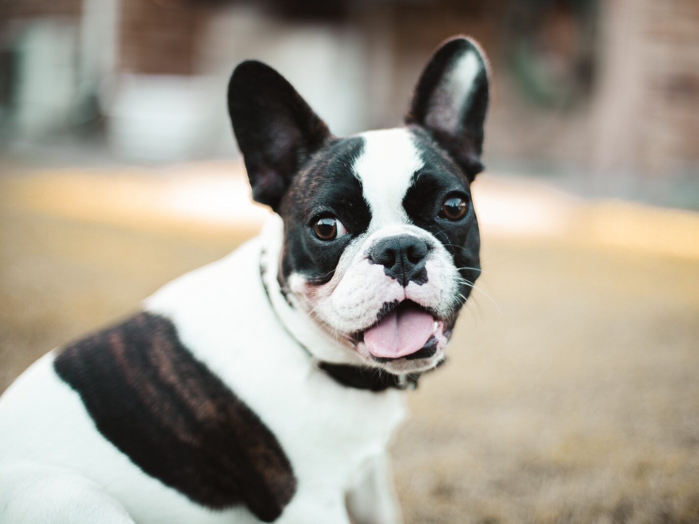 - NeposlušnéTlapky black and white boston terrier puppy
