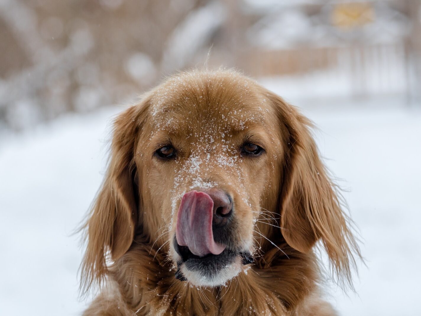 closeup photography of brown dog with tongue out
