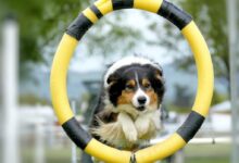 black white and brown long coated dog on yellow and white inflatable ring