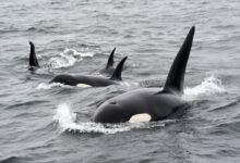 black and white whale on water during daytime