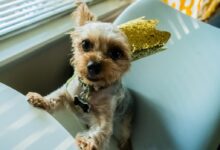 brown and white long coated small dog on white round table