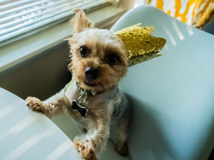 brown and white long coated small dog on white round table