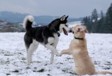 adult black and white Siberian husky beside short-coated brown dog