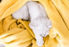 white cat on yellow textile