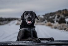 short-coated black dog selective photography