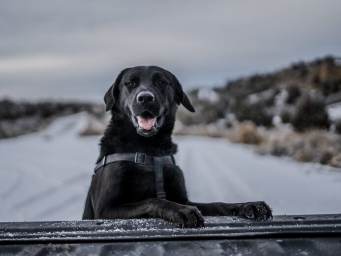short-coated black dog selective photography