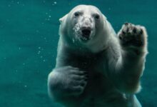 white polar bear swimming