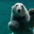 white polar bear swimming