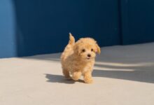 brown long coated small dog