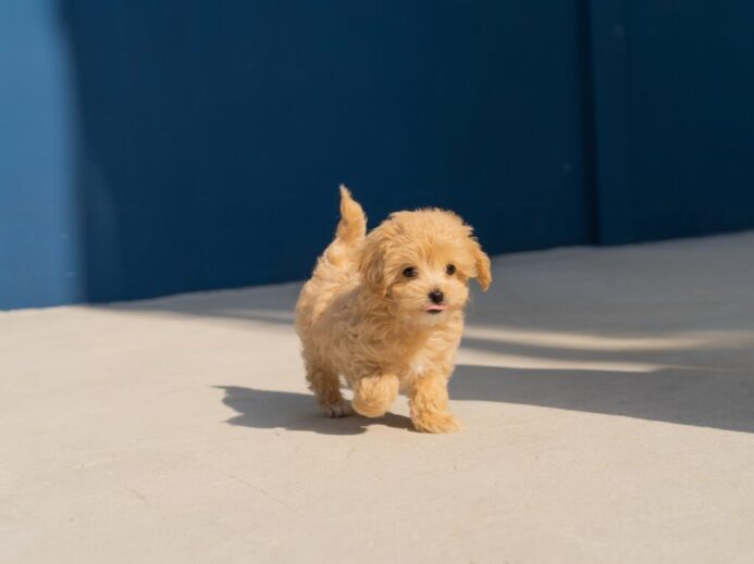 brown long coated small dog