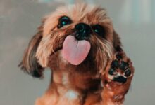 brown and white shih tzu puppy