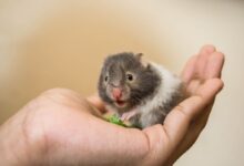 black rodent