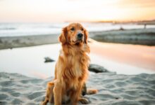 adult dog sitting on white sand near seashore