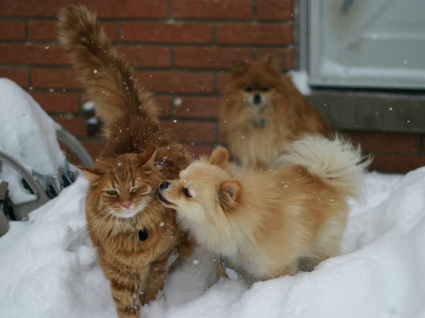 brown cat beside dog during daytime