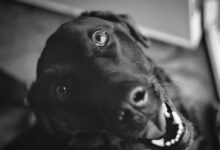 grayscale photo of short coated dog