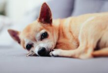 tan chihuahua lying on couch
