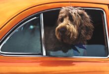 long-coated brown dog staring on vehicle window