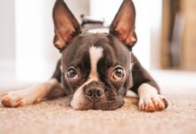 black and white french bulldog puppy lying on white textile