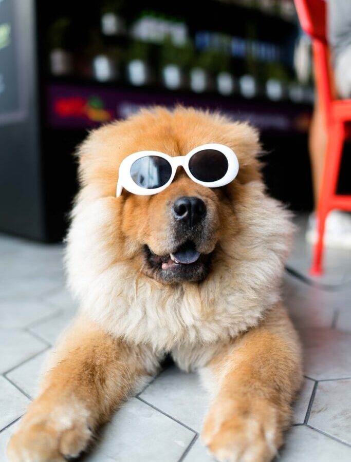 long-coated brown dog