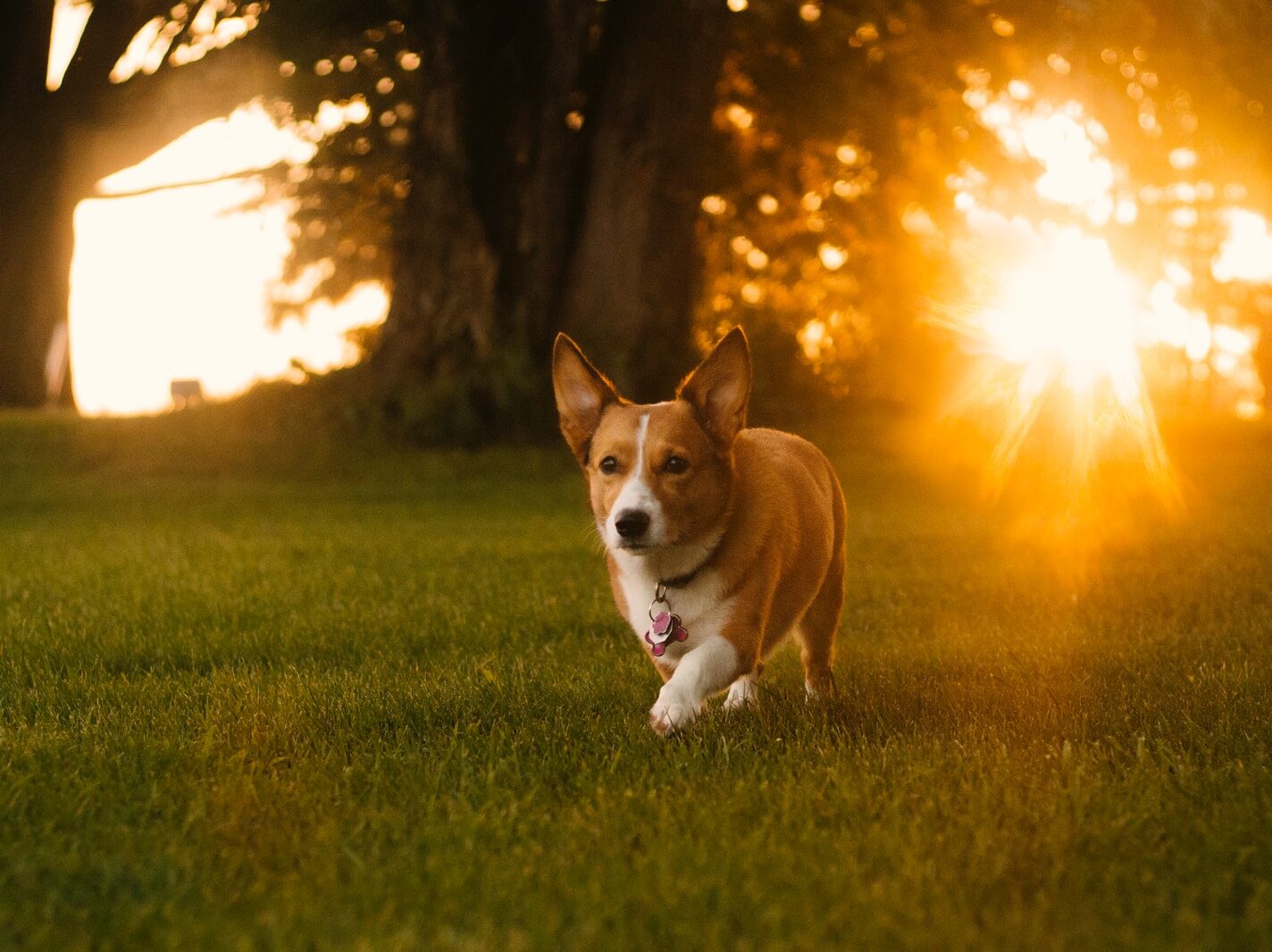 - NeposlušnéTlapky adult brown Pembroke Welsh Corgi on grass field