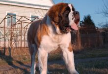 brown and white dog on brown grass field