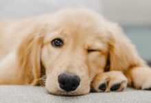 golden retriever puppy lying on white textile