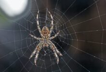 brown and gray spider