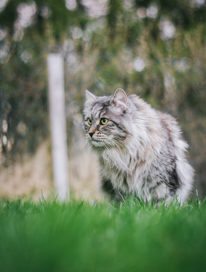 long-haired gray cat on green grass