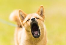 close up photography of dog barking