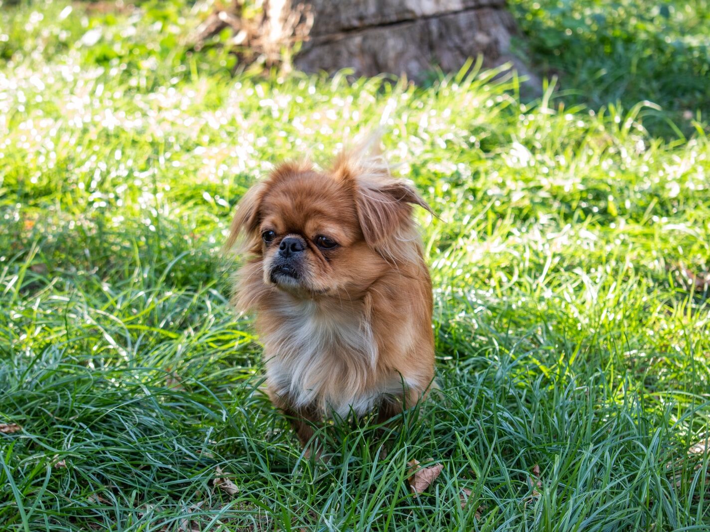 - NeposlušnéTlapky brown long-coat dog on grass