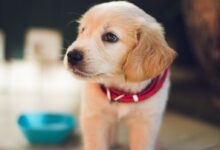 selective focus photography of short-coated brown puppy facing right side