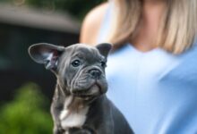 gray Boston terrier puppy