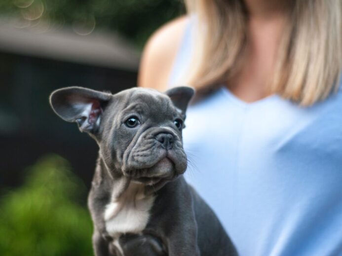 gray Boston terrier puppy