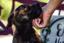 person holding brown and white short coated dog